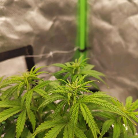 Milky Way F1 Auto (RQS) growlog photo: Beginn der Blüte