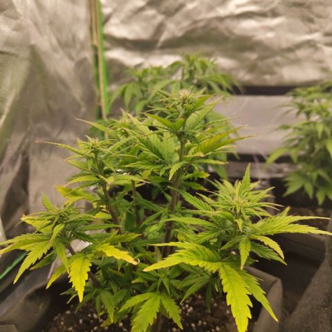 Royal Cookie Auto growlog photo: Blüte hat begonnen