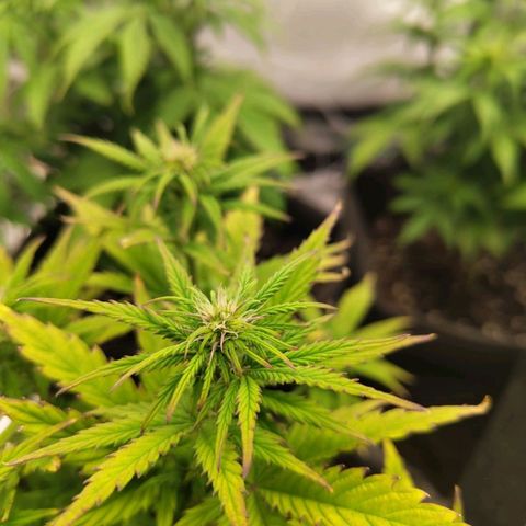 Royal Cookie Auto growlog photo: Blüte hat begonnen