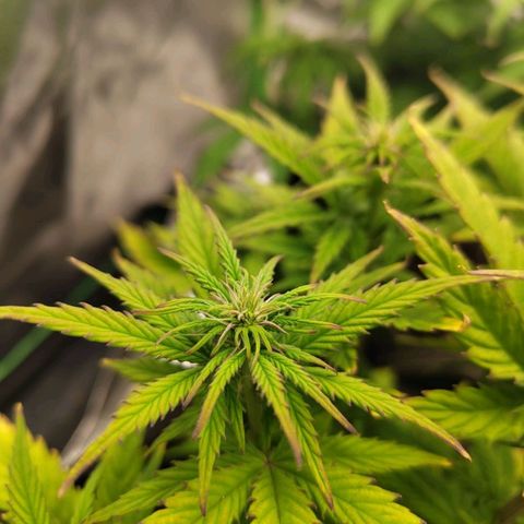 Royal Cookie Auto growlog photo: Blüte hat begonnen