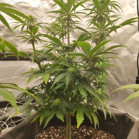 Milky Way F1 Auto (RQS) growlog timeline photo