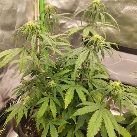 Milky Way F1 Auto (RQS) growlog timeline photo