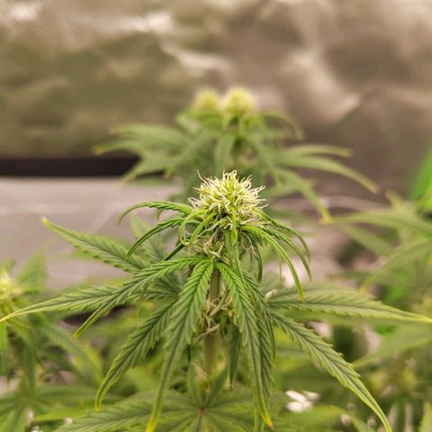 Milky Way F1 Auto (RQS) growlog timeline photo
