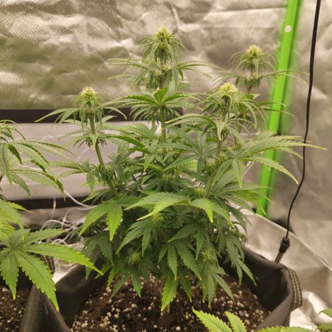 Milky Way F1 Auto (RQS) growlog timeline photo