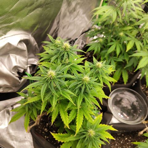 Royal Cookie Auto growlog timeline photo
