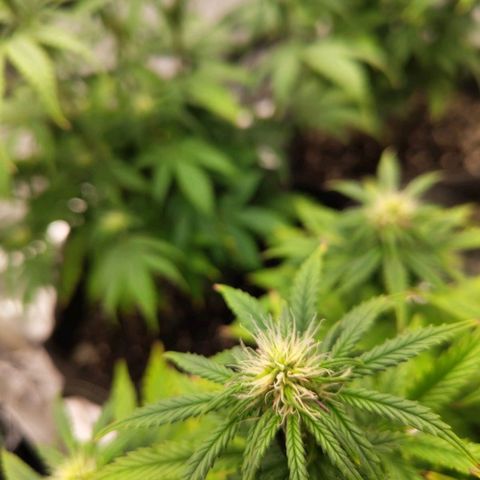 Royal Cookie Auto growlog timeline photo
