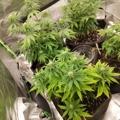 Royal Cookie Auto growlog timeline photo