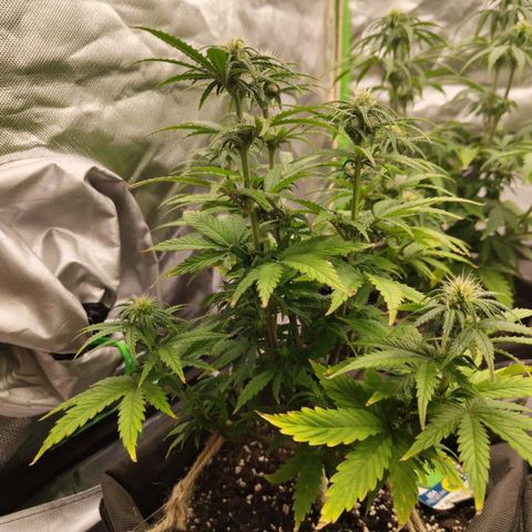Royal Cookie Auto growlog timeline photo