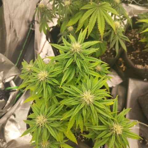 Royal Cookie Auto growlog timeline photo