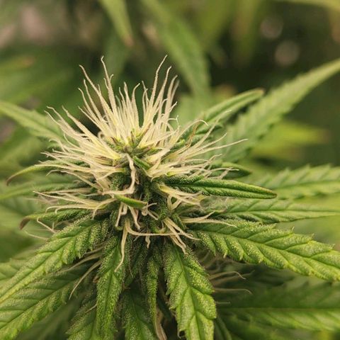 Royal Cookie Auto growlog timeline photo