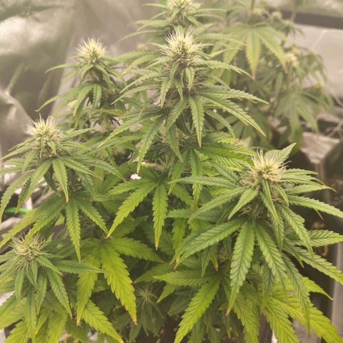 Royal Cookie Auto growlog timeline photo