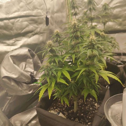 Royal Cookie Auto growlog timeline photo