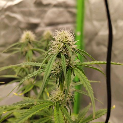 Milky Way F1 Auto (RQS) growlog timeline photo