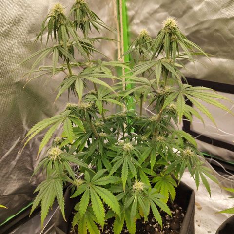 Milky Way F1 Auto (RQS) growlog timeline photo