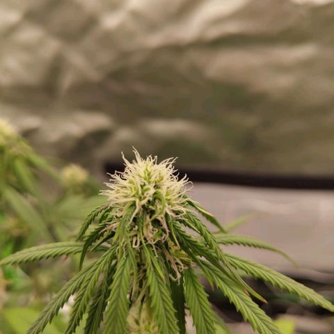 Milky Way F1 Auto (RQS) growlog timeline photo
