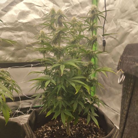 Milky Way F1 Auto (RQS) growlog timeline photo