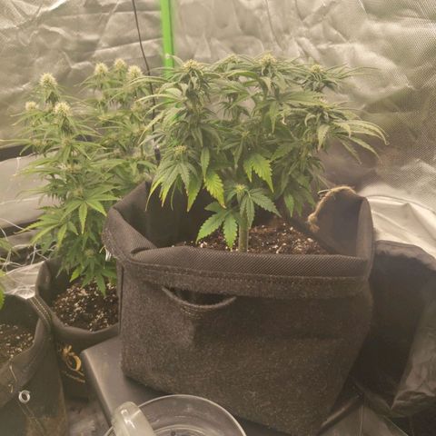 Milky Way F1 Auto (RQS) growlog timeline photo