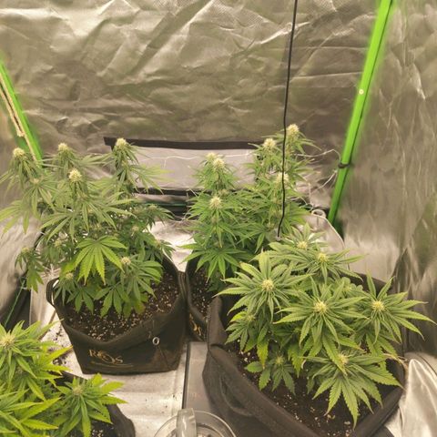 Milky Way F1 Auto (RQS) growlog timeline photo