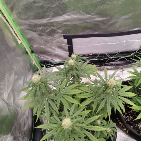 Milky Way F1 Auto (RQS) growlog timeline photo