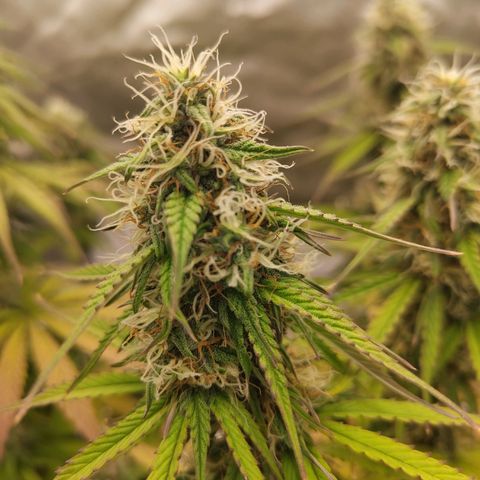 Milky Way F1 Auto (RQS) growlog photo: Kleines Update 