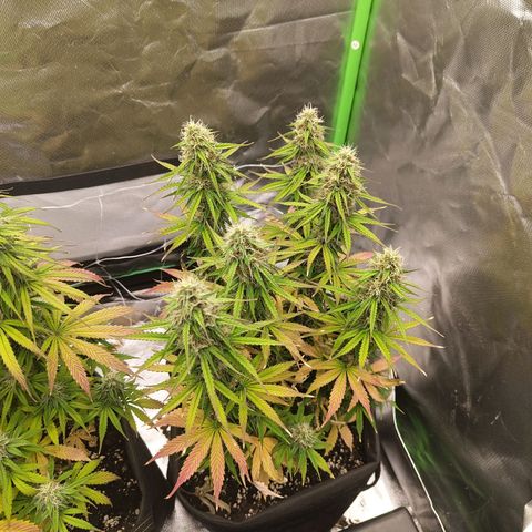 Milky Way F1 Auto (RQS) growlog photo: Kleines Update 