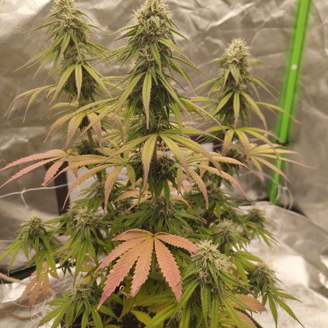 Milky Way F1 Auto (RQS) growlog photo: Kleines Update 