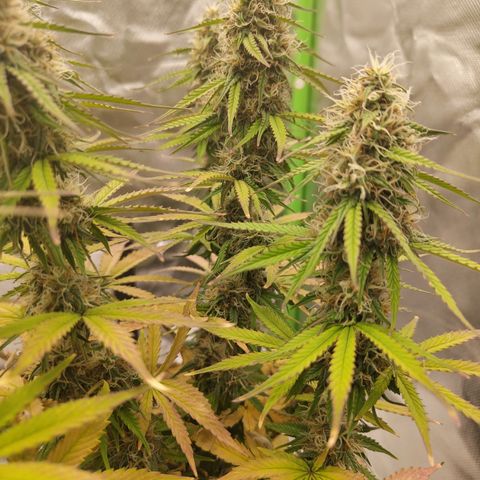 Milky Way F1 Auto (RQS) growlog photo: Kleines Update 