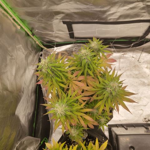 Milky Way F1 Auto (RQS) growlog photo: Kleines Update 