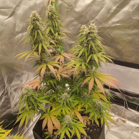 Milky Way F1 Auto (RQS) growlog photo: Kleines Update 