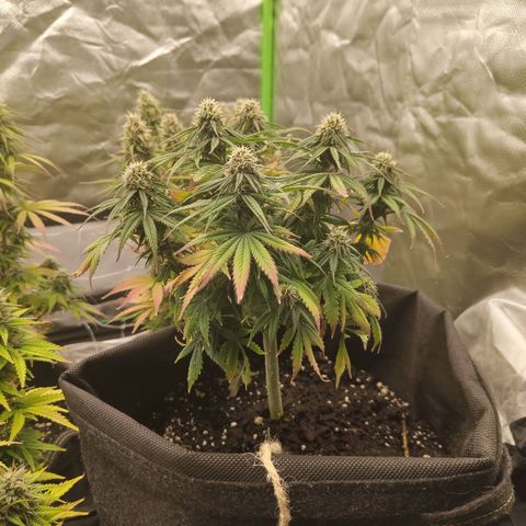 Milky Way F1 Auto (RQS) growlog photo: Kleines Update