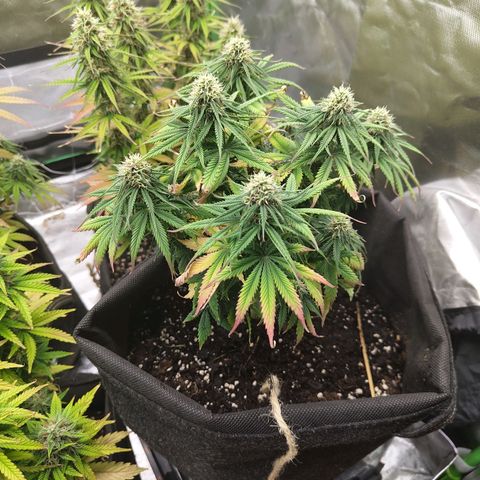 Milky Way F1 Auto (RQS) growlog photo: Kleines Update