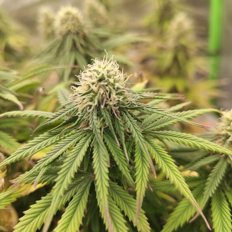Milky Way F1 Auto (RQS) growlog photo: Kleines Update