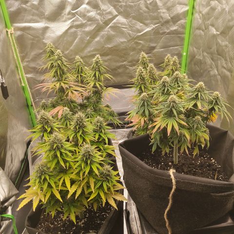 Milky Way F1 Auto (RQS) growlog photo: Kleines Update 
