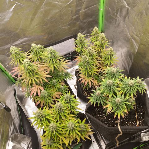 Milky Way F1 Auto (RQS) growlog photo: Kleines Update 