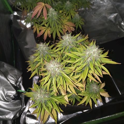 Royal Cookie Auto growlog timeline photo