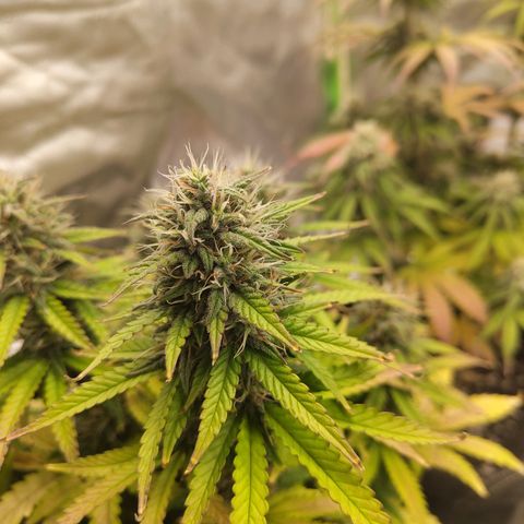 Royal Cookie Auto growlog timeline photo
