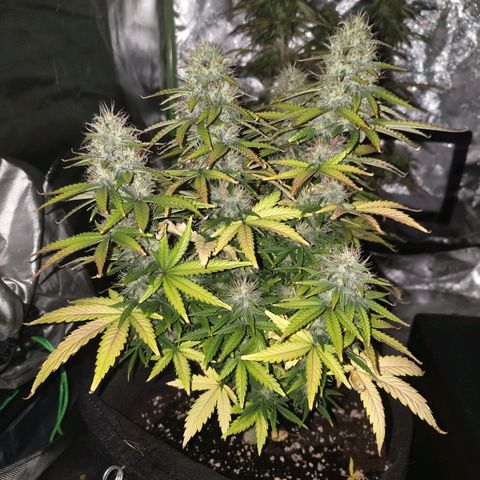 Royal Cookie Auto growlog timeline photo