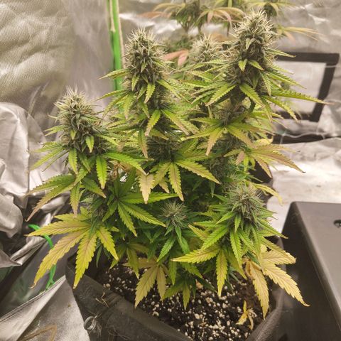 Royal Cookie Auto growlog timeline photo