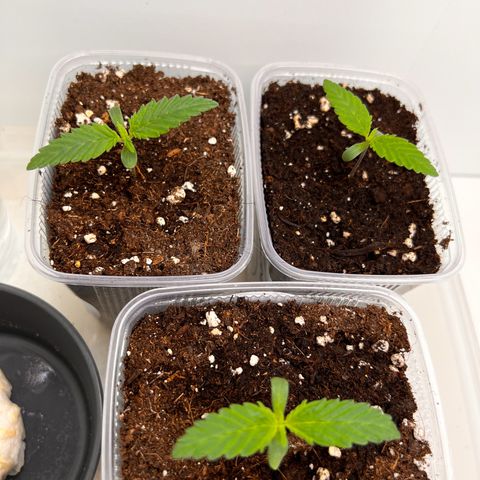 Erster Grow Unbekannte Sorte🤭 growlog photo: Mein erster Grow es sind  Überraschungssamen, Sorte , ob Fem.Auto nicht bekannt. Erblickten das Licht am 10.10.2024 