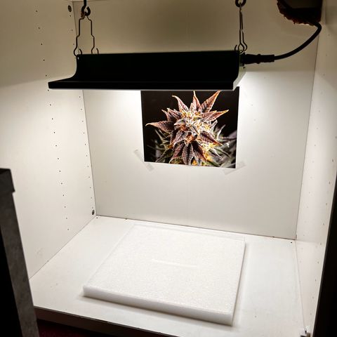 Erster Grow Unbekannte Sorte🤭 growlog photo: Mein erster Grow es sind  Überraschungssamen, Sorte , ob Fem.Auto nicht bekannt. Erblickten das Licht am 10.10.2024 