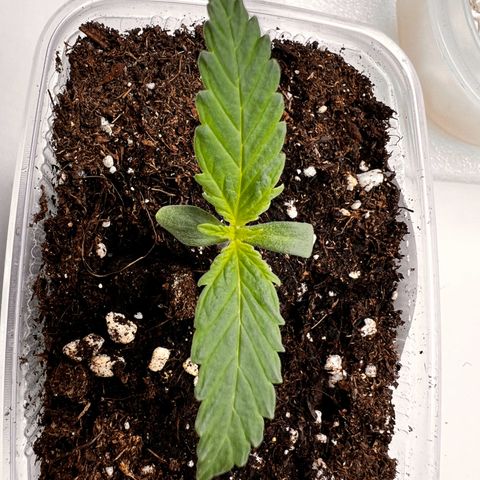 Erster Grow Unbekannte Sorte🤭 growlog photo: Mein erster Grow es sind  Überraschungssamen, Sorte , ob Fem.Auto nicht bekannt. Erblickten das Licht am 10.10.2024 