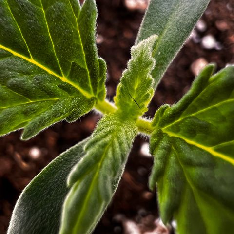 Erster Grow Unbekannte Sorte🤭 growlog photo: Mein erster Grow es sind  Überraschungssamen, Sorte , ob Fem.Auto nicht bekannt. Erblickten das Licht am 10.10.2024 