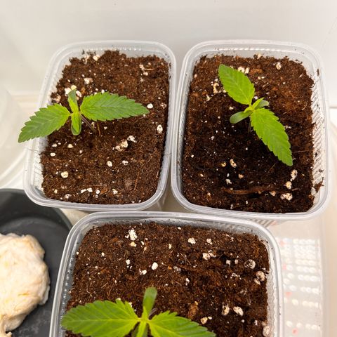 Erster Grow Unbekannte Sorte🤭 growlog photo: 7.Tag in der Growbox