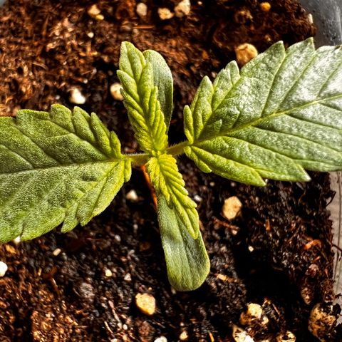 Erster Grow Unbekannte Sorte🤭 growlog photo: 7.Tag in der Growbox