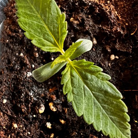 Erster Grow Unbekannte Sorte🤭 growlog photo: 7.Tag in der Growbox