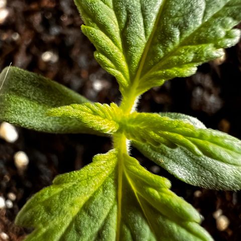 Erster Grow Unbekannte Sorte🤭 growlog photo: 7.Tag in der Growbox