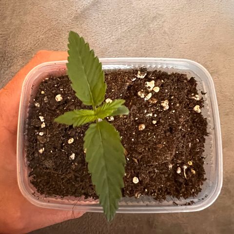 Erster Grow Unbekannte Sorte🤭 growlog timeline photo