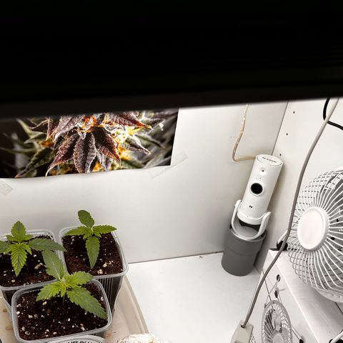 Erster Grow Unbekannte Sorte🤭 growlog photo: 10 Tage ist es her als sie das Licht erblickte