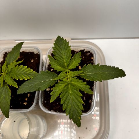 Erster Grow Unbekannte Sorte🤭 growlog photo: Nächster Tag nach dem es das erstemal Nährstoffe gab