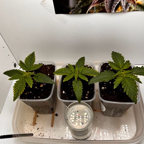 Erster Grow Unbekannte Sorte🤭 growlog photo: Nächster Tag nach dem es das erstemal Nährstoffe gab